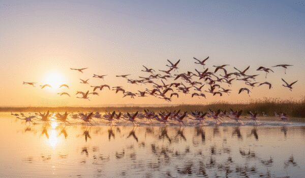 birdwatching_in_mazandaran