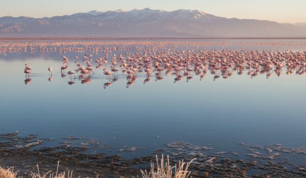 راهنمای سفر به تالاب های بختگان و طشک در زمستان