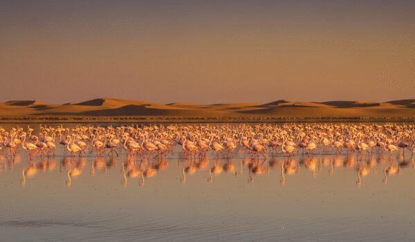 پرنده نگری در تالاب گاوخونی | بهترین زمان سفر و راهنمای کامل
