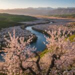 راهنمای کامل سفر به سامان تماشای بهشت شکوفه های بادام