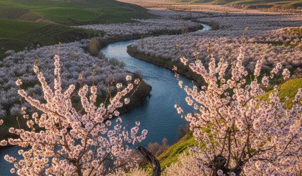 راهنمای کامل سفر به سامان تماشای بهشت شکوفه های بادام